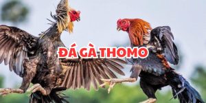 Trực Tiếp Đá Gà Thomo - Bộ Môn Giải Trí Hấp Dẫn Nhất 2024