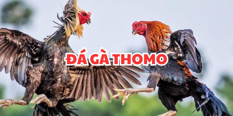 Trực Tiếp Đá Gà Thomo - Bộ Môn Giải Trí Hấp Dẫn Nhất 2024